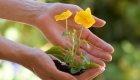 Tips for protecting your plants