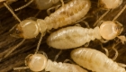 White Ants