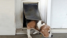 Installing a Doggy Door