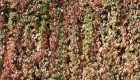 Large Scale Vertical Gardens