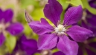 Environmental Benefits for Vertical Gardens
