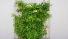 Urban Gardening Revolution