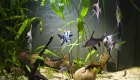 What is a Freshwater Aquarium?