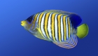 All About Aquariums