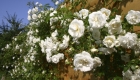 What Can I Plant in a Vertical Garden?