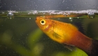 Buying Aquarium Supplies