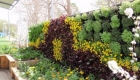 What is a Green Wall?