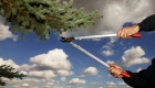 Guide to Choosing an Arborist
