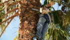 What You Need to Know about Tree Removal