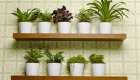Popular Indoor Plants
