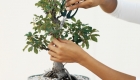 How to Care for Bonsai