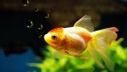 What is a Coldwater Aquarium?