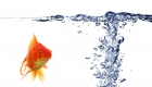 Types of Aquarium Filters