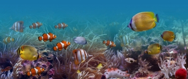 What is a Tropical Aquarium?