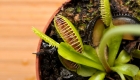 What are Carnivorous Plants?