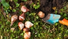 What Should I Plant in Autumn?