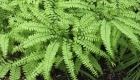 Plant Guide: Maidenhair Ferns