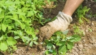 Weed Control in Your Garden