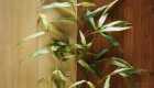 What is Carbonised Bamboo Flooring?