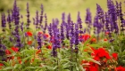 Top Spring Gardening Tips