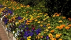 Spring Gardening Tips