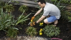Getting Quotes from Gardeners