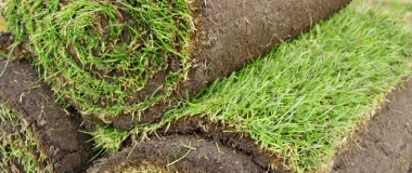 Choosing Lawn Grass