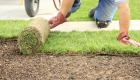 Which Lawn Grass is Best?