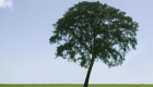 Getting Quotes for Tree Felling