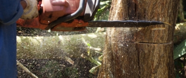24/7 Emergency Tree Maintenance