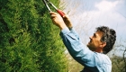 Tree Management