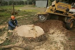 Tree Stumps