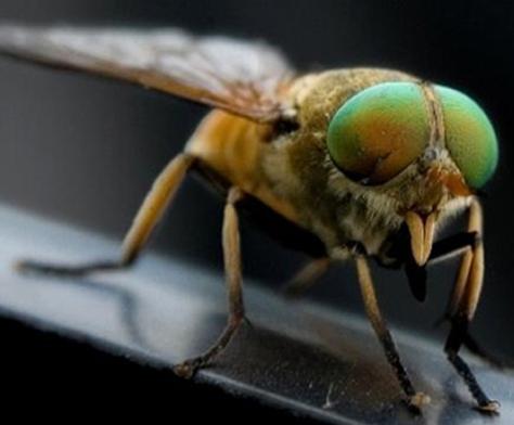 Pests Treated
