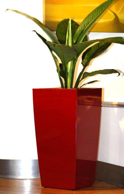 Indoor Plants