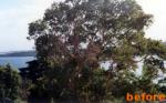 Foliage Reduction