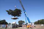Removal & Transplantation