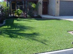 Turf Varieties