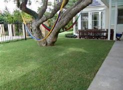 Empire Zoysia