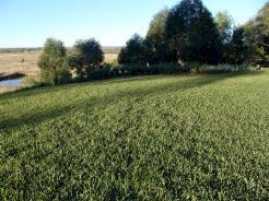 Sapphire Buffalo Grass