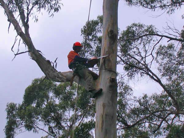Tree care