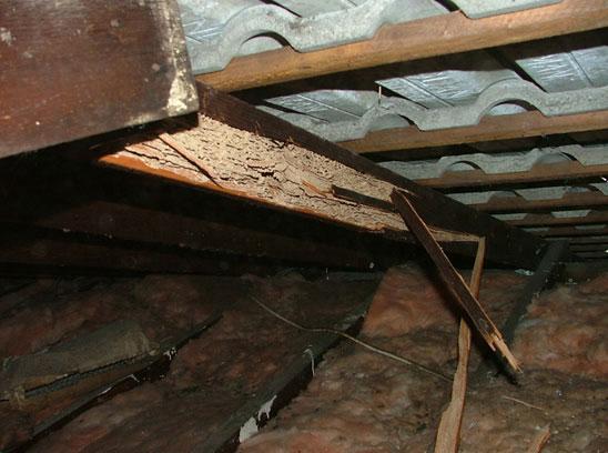 Termite and Timber Pest Inspections