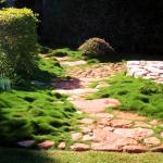 Korean Velvet Grass