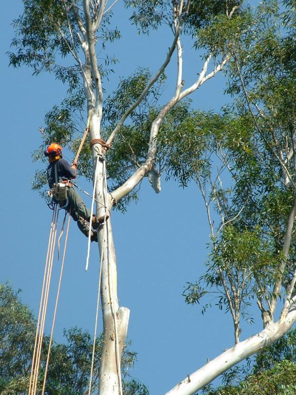 Pruning, Removal and Stump Grinding -Naturally Trees