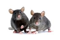 Pests