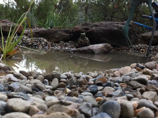 Water Feature Ideas by IHS, Everything Garden