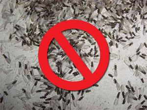 Termite Inspections