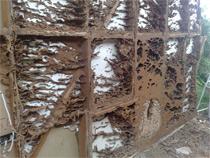 Pre-purchase timber pest inspection
