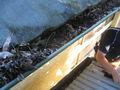 rusted gutter