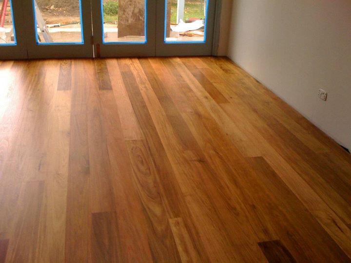 Tasmanian Blackwood