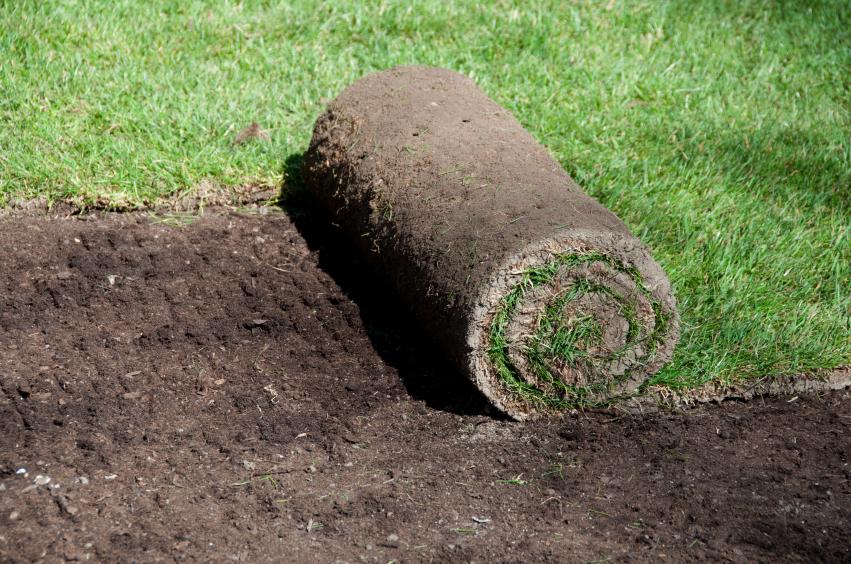 Lawn And Turf